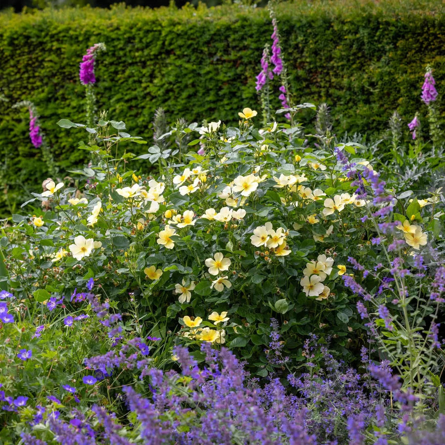 Tottering By Gently - David Austin Rose