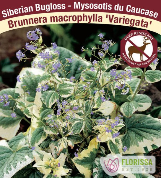 Brunnera - Variegata, 1 Pack