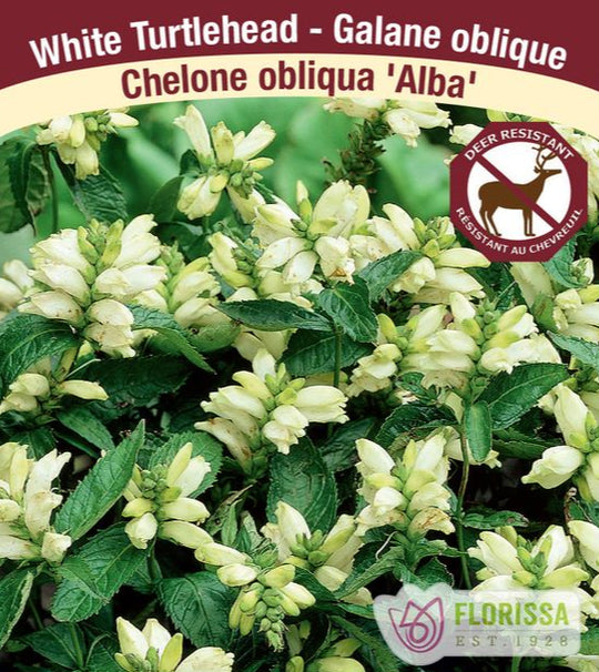 Chelone - Alba, 1 Pack