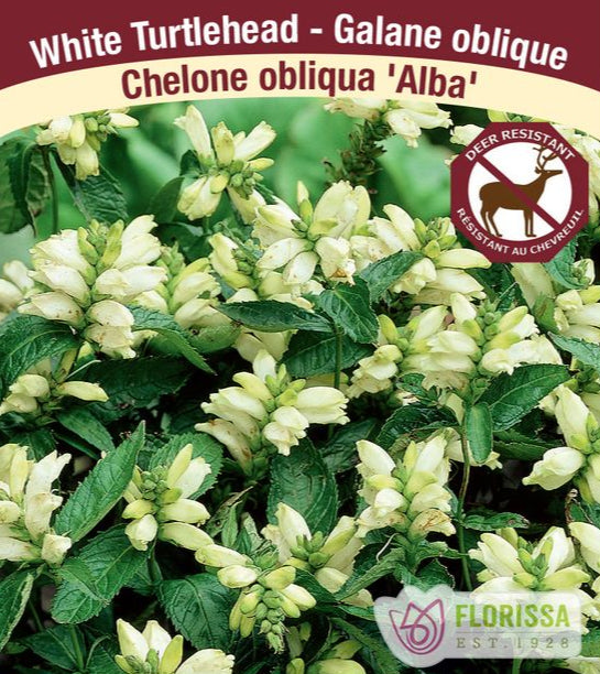 Chelone - Alba, 1 Pack