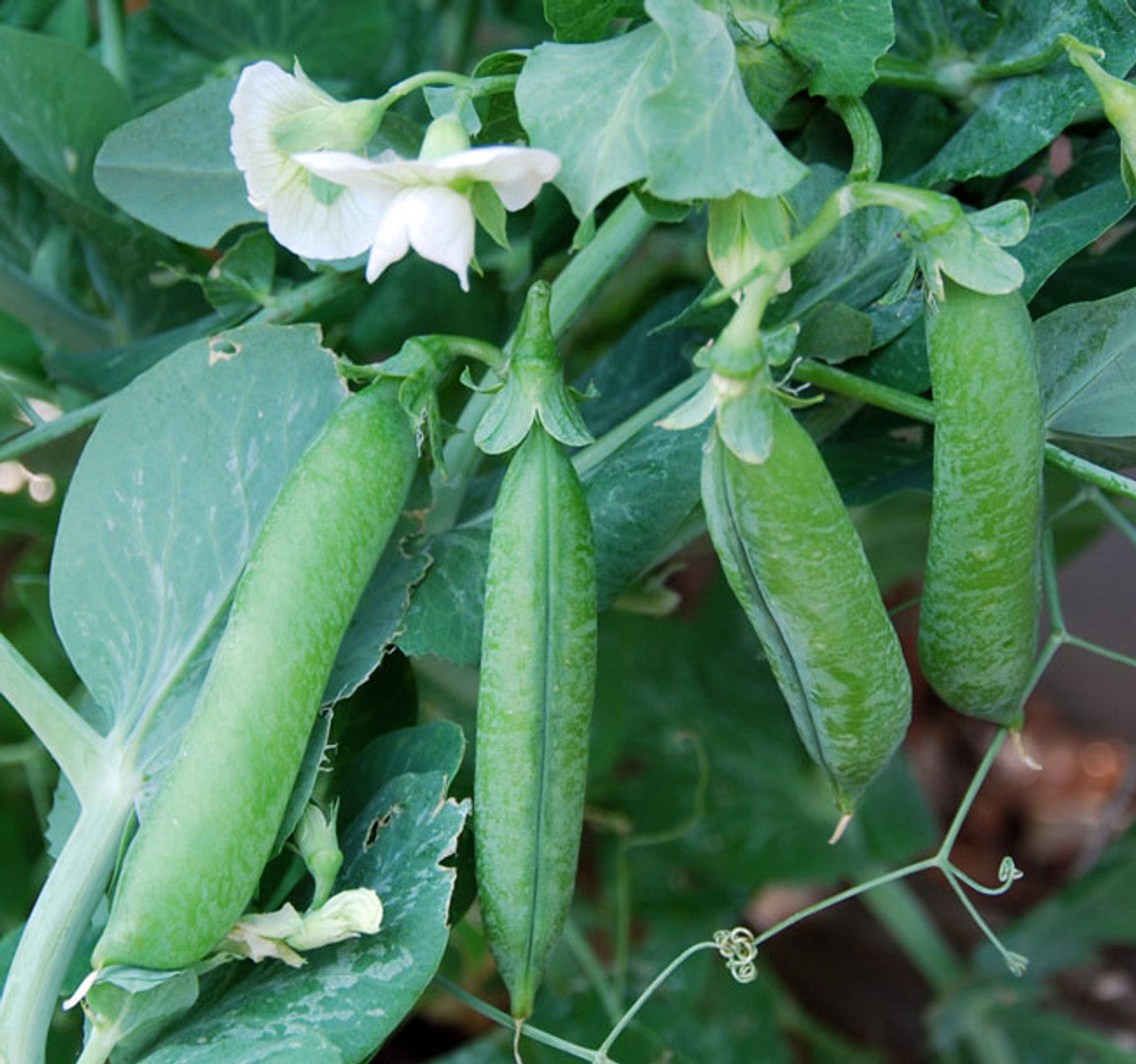 Pea Early Frosty - Pacific Northwest Seeds