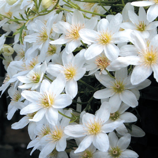Clematis Early Sensation