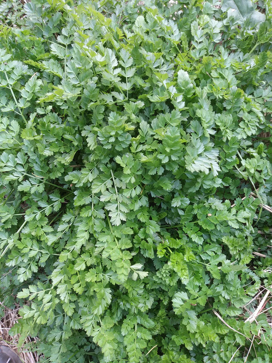 Earth Chestnut - Eagleridge Seeds