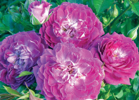 Easy Charmer - Weeks Rose