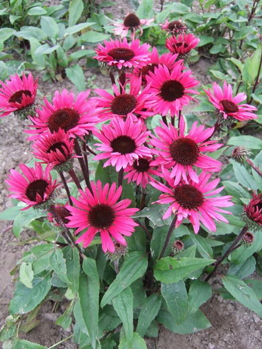 Echinacea - Fatal Attraction, 1 Pack