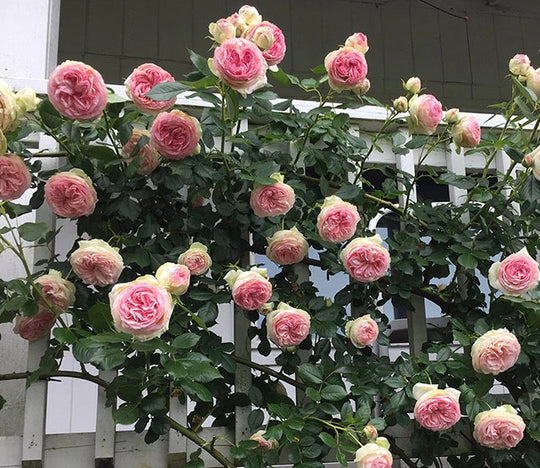 Eden Climber - Star Roses and Plants