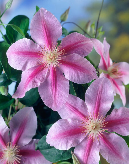 Clematis Bees Jubilee