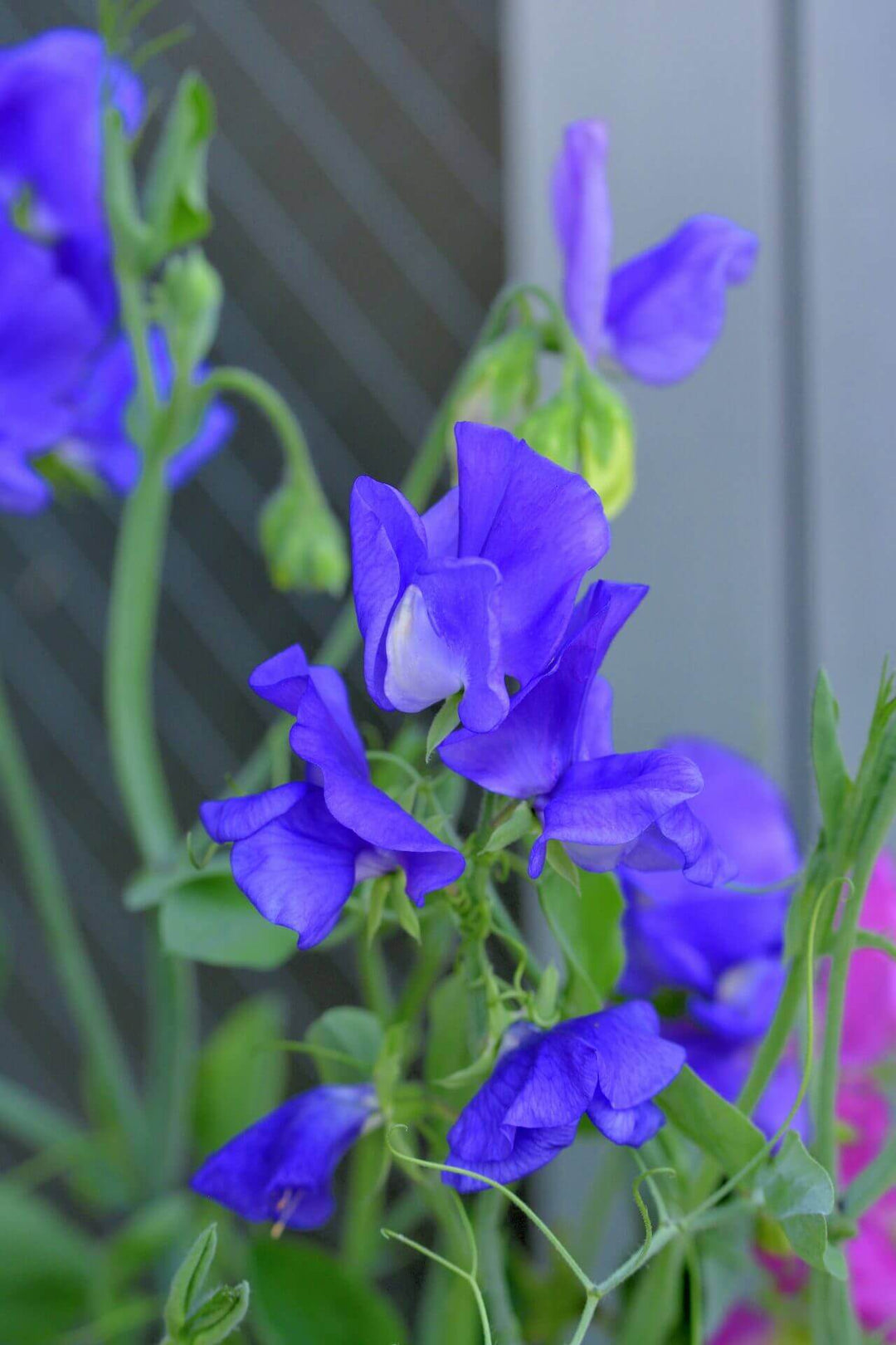 Sweet Pea Mid Blue Elegance - Ontario Seed Company