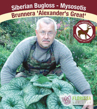 Brunnera - Alexander's Great, 1 Pack