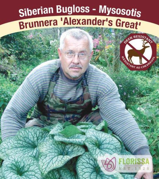 Brunnera - Alexander's Great, 1 Pack