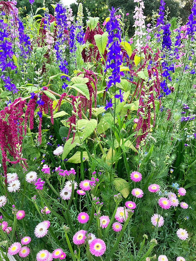 Everlasting Beauty Mix Pollinator Flowers - Renee's Garden