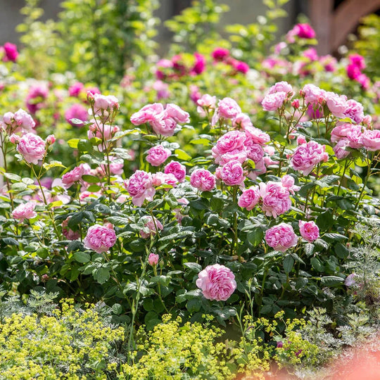 The Ancient Mariner - David Austin Rose