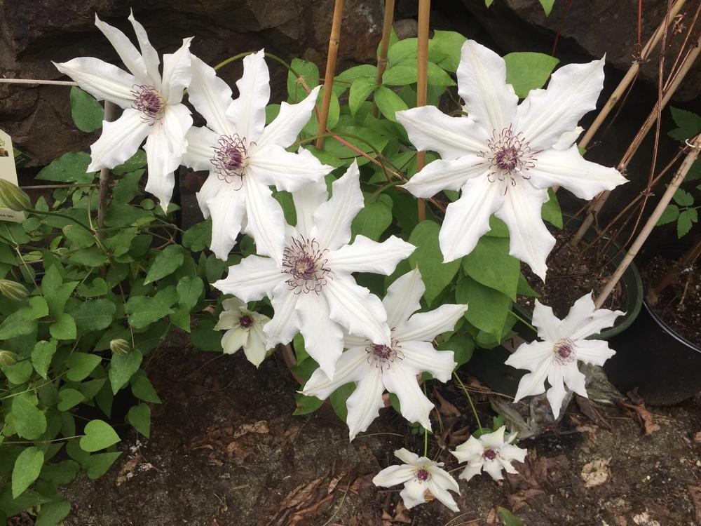 Clematis Vancouver Fragrant Star