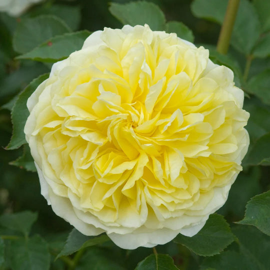 The Pilgrim - David Austin Rose