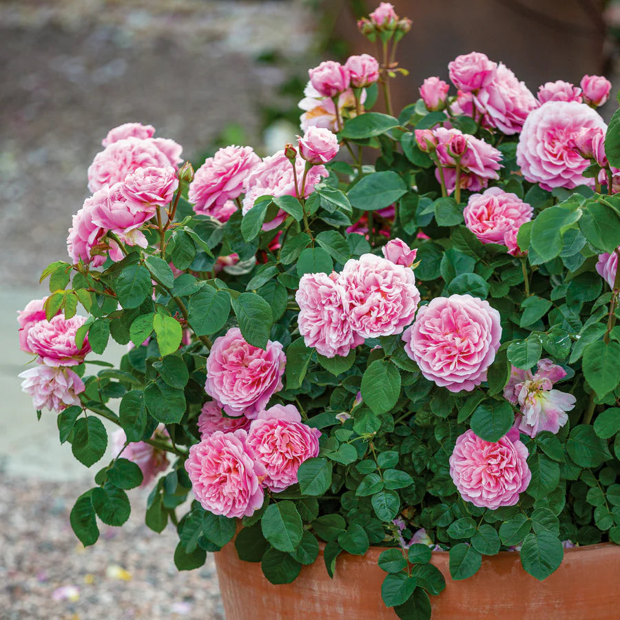 Eustacia Vye - David Austin Rose