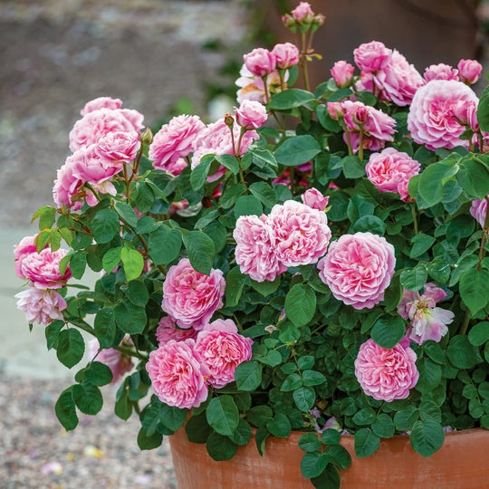 Eustacia Vye - David Austin Rose