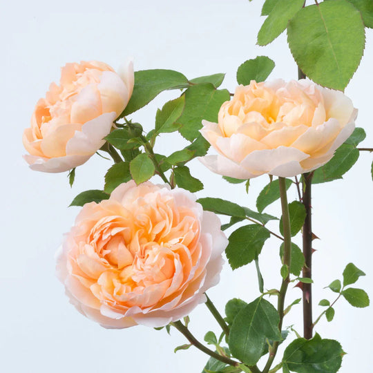 The Lady Gardener - David Austin Rose