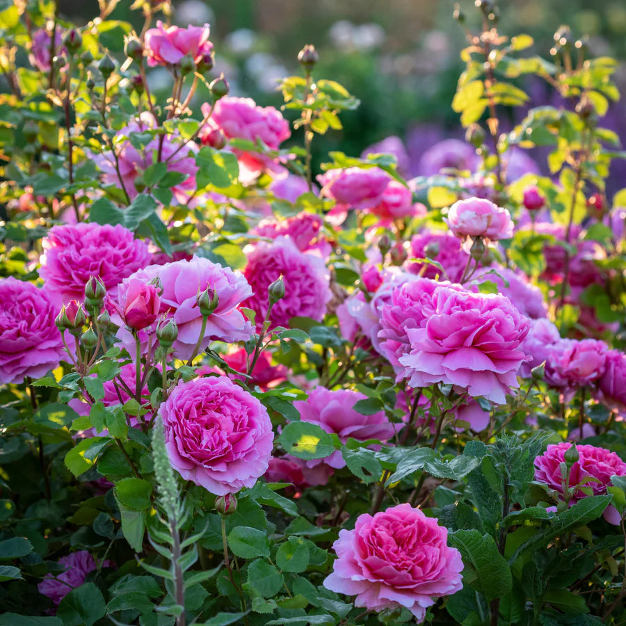 Princess Alexandra of Kent - David Austin Rose
