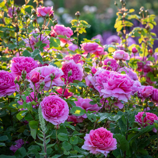 Princess Alexandra of Kent - David Austin Rose