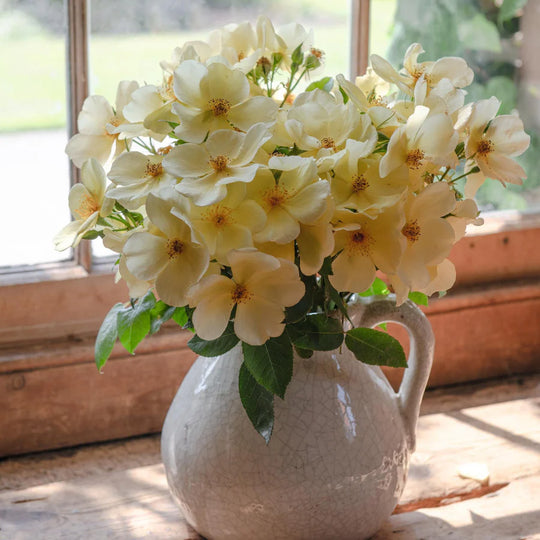 Tottering By Gently - David Austin Rose