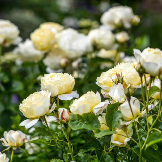 Vanessa Bell - David Austin Rose