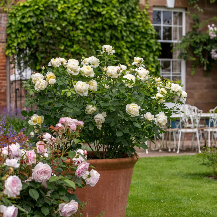 Vanessa Bell - David Austin Rose
