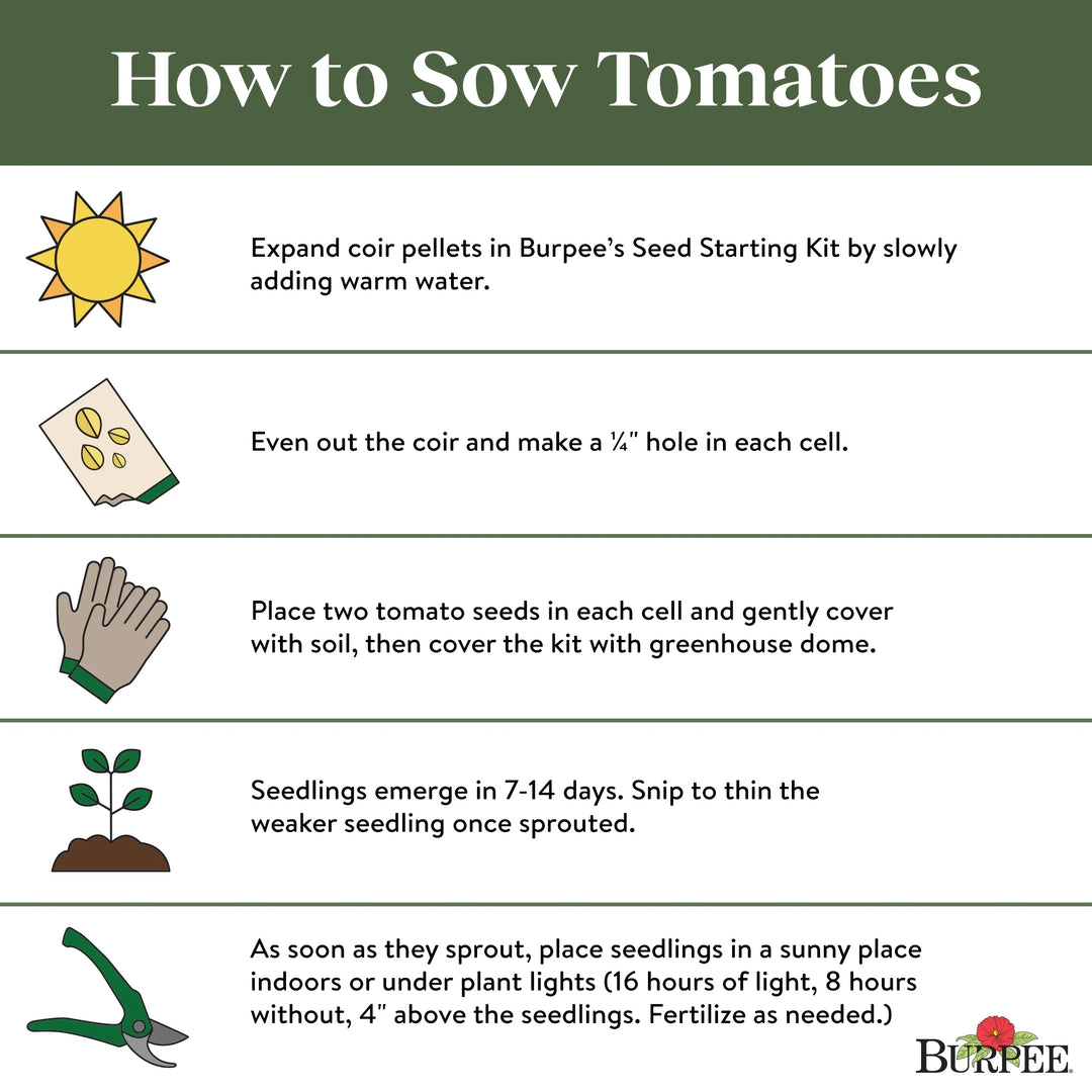 Tomato Super Sweet 100 - Burpee Seeds