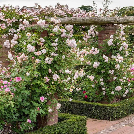 The Lady of the Lake - David Austin Rose