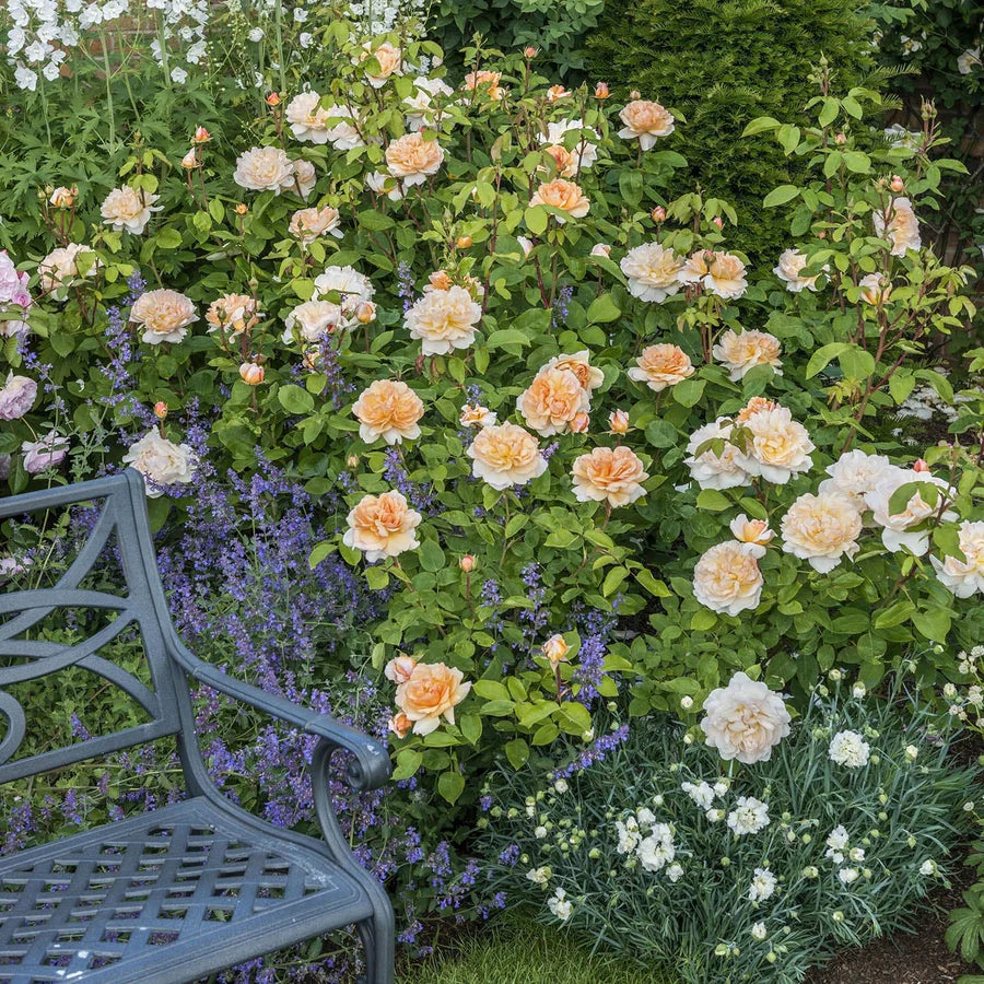 The Lady Gardener - David Austin Rose