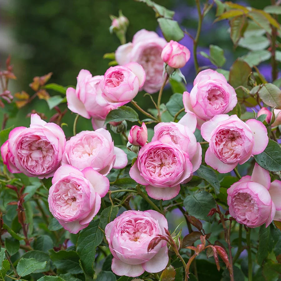 The Mill on the Floss - David Austin Rose