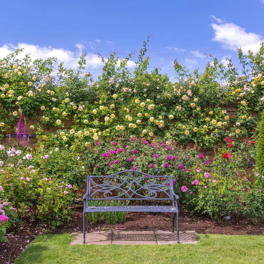 The Pilgrim - David Austin Rose