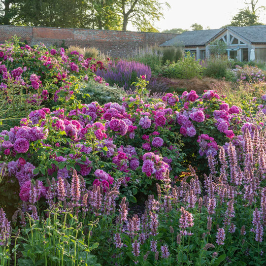 Princess Anne - David Austin Rose
