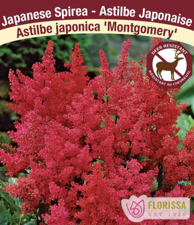 Astilbe - Montgomery, 1 Pack