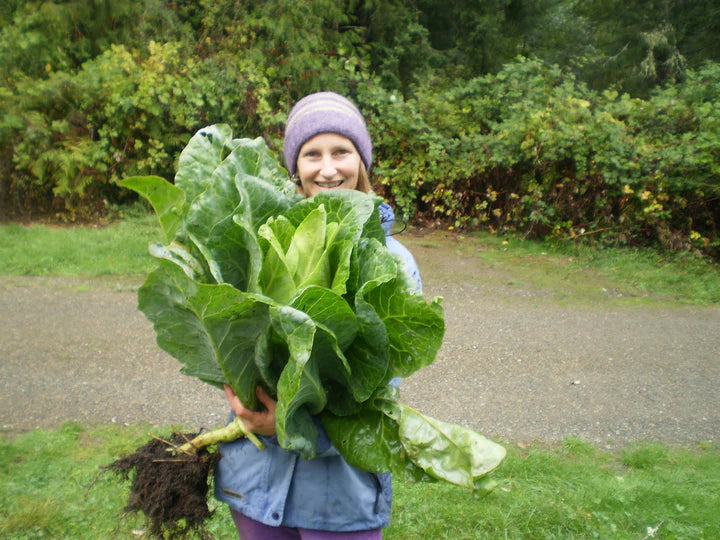 Filderkraut Cabbage -  Eagleridge Seeds