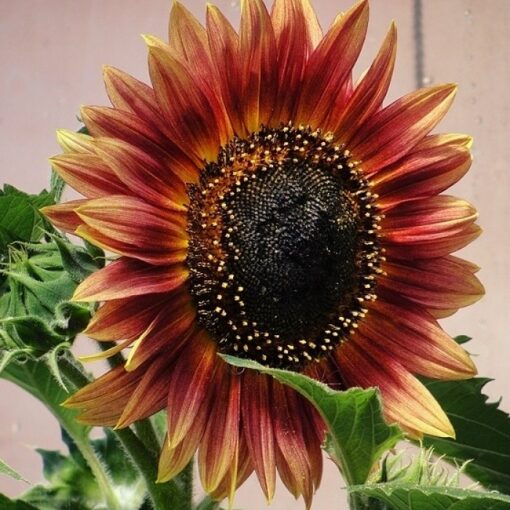Sunflower Floristan - Pacific Northwest Seeds