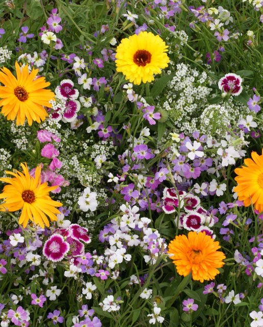 Wildflowers Fragrant Flower Blend - West Coast Seeds