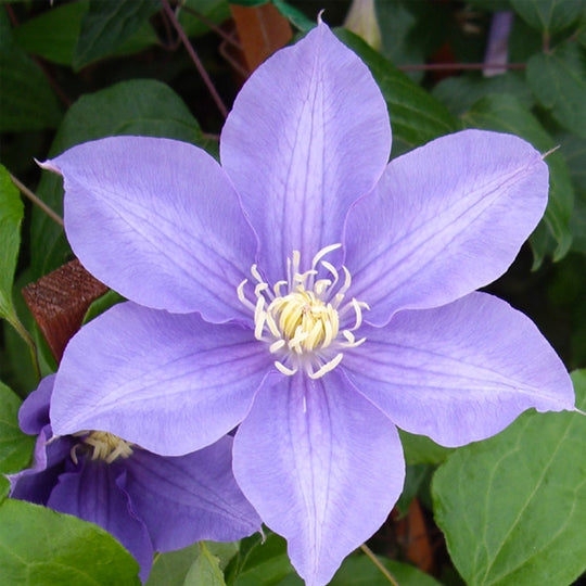 Clematis Fuji Musume