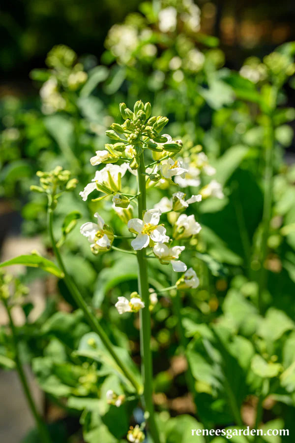 Gai Lan Early Jade - Renee's Garden