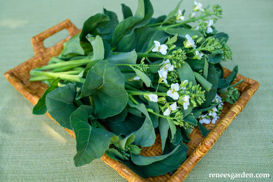 Gai Lan Early Jade - Renee's Garden