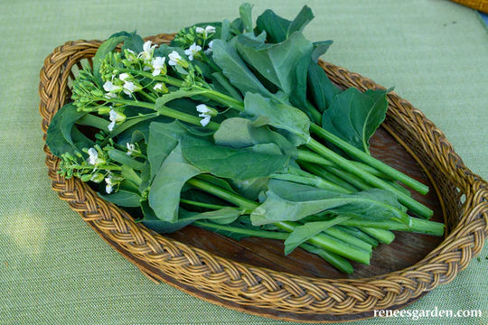 Gai Lan Early Jade - Renee's Garden