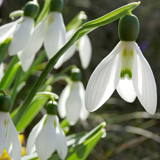 Galanthus - Snowdrop Single - Elwesii, 10 Pack