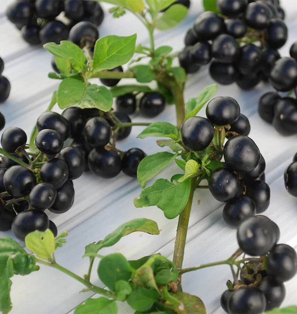 Solanum Garden Huckleberry - West Coast Seeds