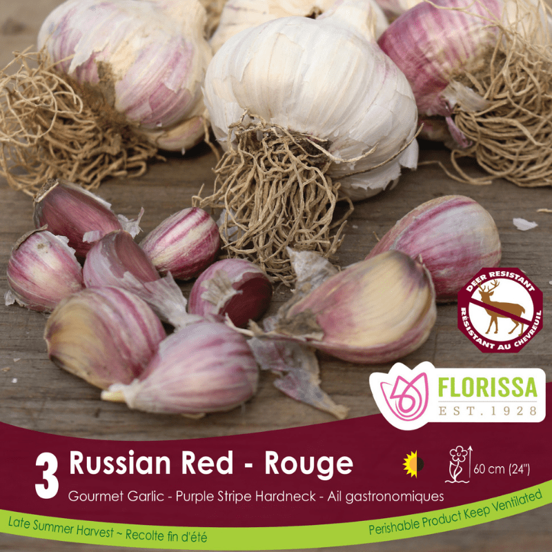 Garlic Russian Red, 3 Pack (Fall Planting)