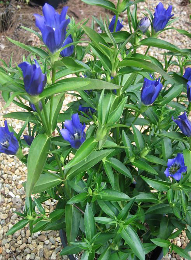 Gentian - True Blue, 1 Pack