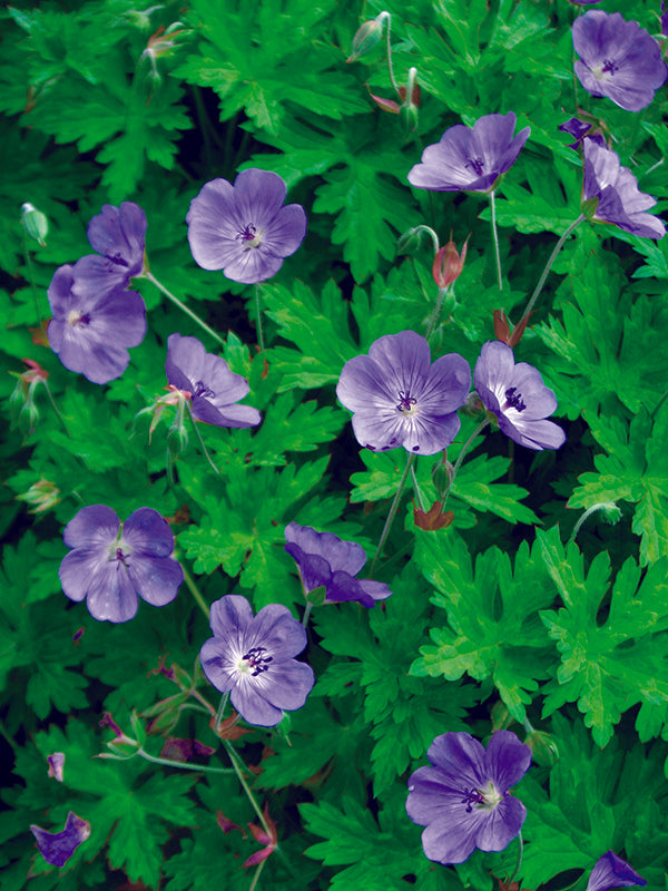 Geranium - Rozanne, 1 Pack