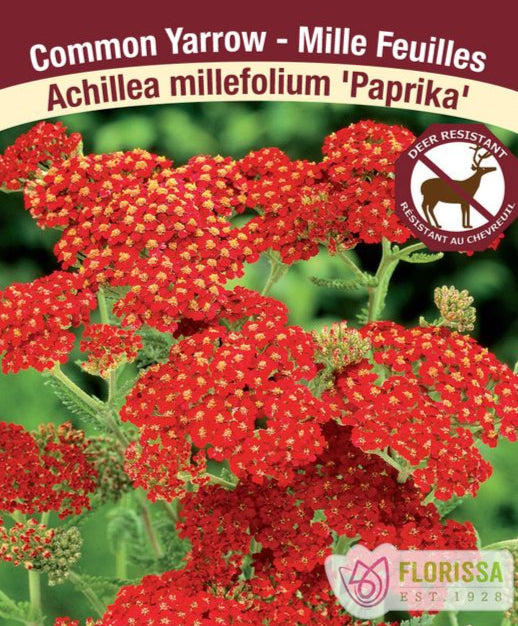 Yarrow - Paprika, 1 Pack