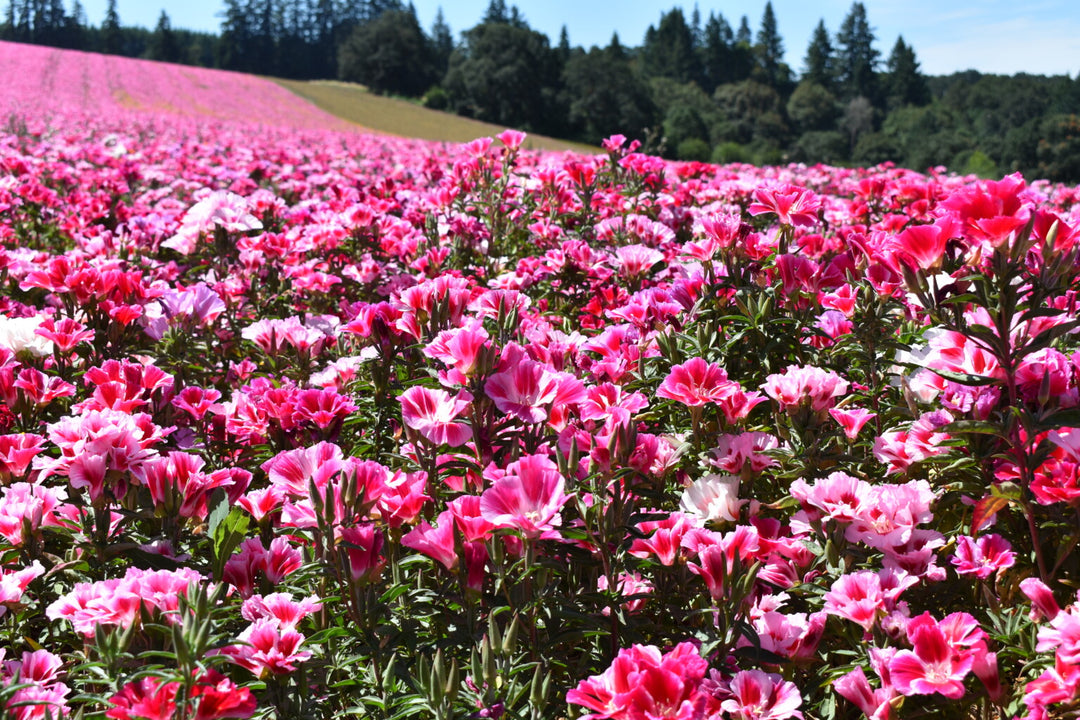 Godetia Double Mix - Pacific Northwest Seeds