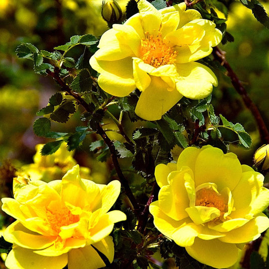 Golden Showers - Star Roses and Plants