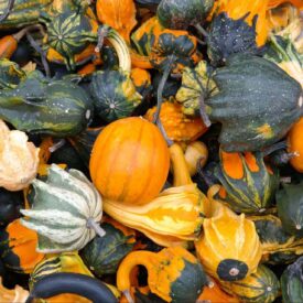 Gourds Ornamental Mixed - Ontario Seed Company