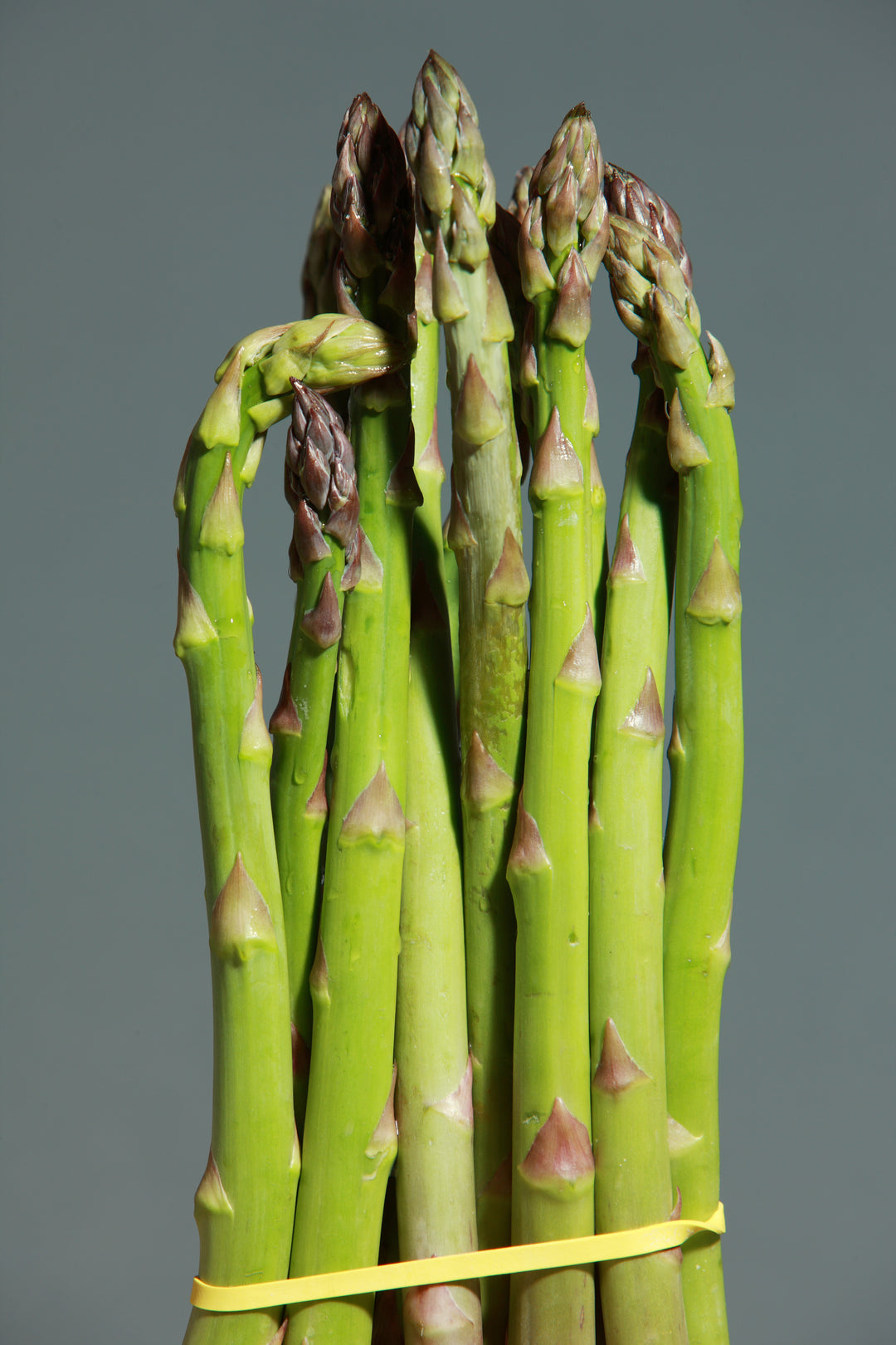 Asparagus - Millennium